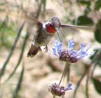 A Male Anna's Hummingbird on a Salvia Pozo Blue - grid24_12