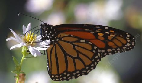 Monarch Butterfly, Danaus plexippus on Aster chilensis - grid24_12