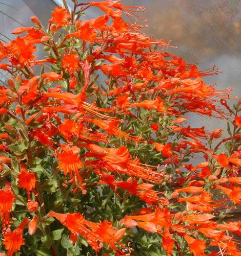 California fuchsia works well in California gardens from San Francisco, Los Angeles, San Diego and into Fresno. - grid24_12