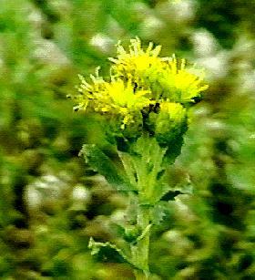 Hazardia squarrosa, Yellow Squirrel Cover, is a great nectar source for insect pollinators.  - grid24_12
