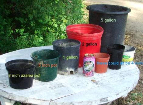 Pot sizes. The little  one to the right  the soda is what is commonly shipped mailorder. We ship the one to the left of the soda can, 1 gallons. All we grow are native plants and we grow them in a harsh site in Central California.. They'll LOVE your garden. - grid24_12