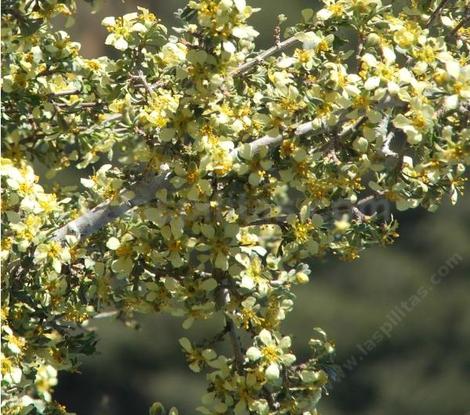 There are so many flowers on this Purshia stansburiana, Cliff Rose, that you can barely see the leaves.  - grid24_12