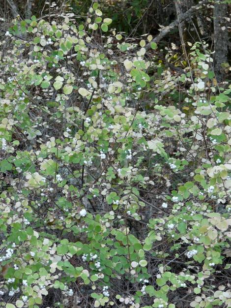 Symphoricarpos albus laevigatus, Common Snowberry going deciduous with berries. - grid24_12