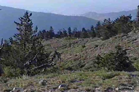The to of Mt. Pinos is alpine, this is just below it and is Alpine Fell-Fields. - grid24_12
