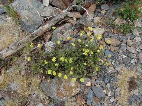 A rather old photo of a Buckwheat up in alpine scree. - grid24_12
