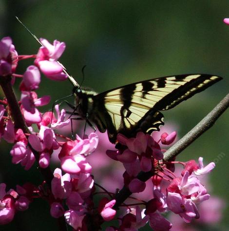 Pale swallowtail on a Western Redbud - grid24_12