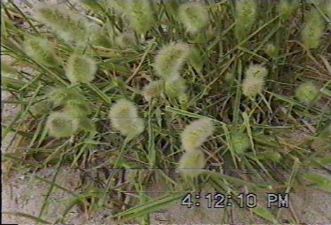 Rabbit tail grass makes the dogs cough for hours. - grid24_12