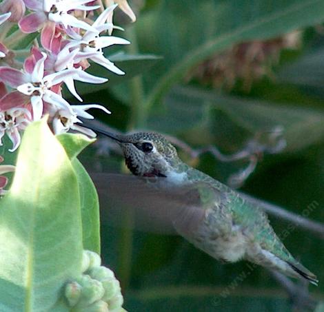 Asclepias speciosa, Showy Milkweed with an Anna Hummingbird - grid24_12