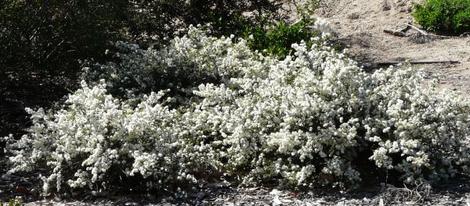 Ceanothus Snowball makes a real show in spring. Mounding about 2-3 ft. tall use in the center of a lower ground cover. - grid24_12