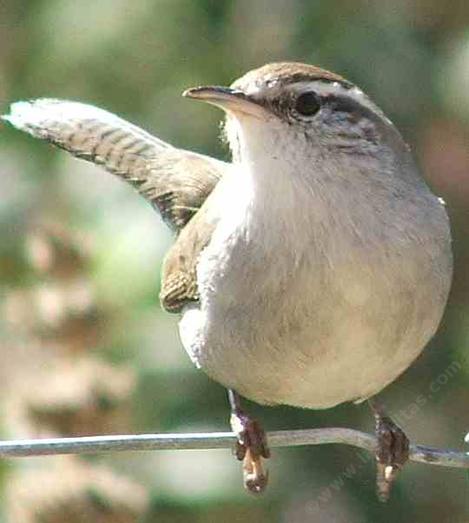 Bewick S Wren