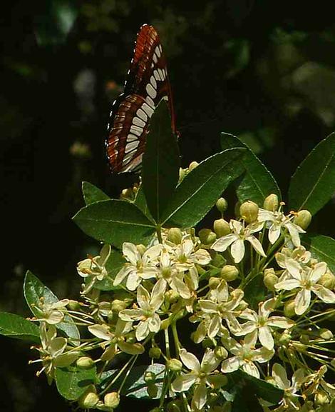 Ptelea crenulata, Western Hop tree with Lorquin's BAdmiral Butterfly - grid24_12