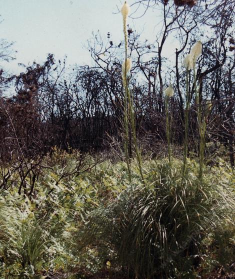 Xerophyllum tenax, Indian Basket Grass in flower in Carmel - grid24_12