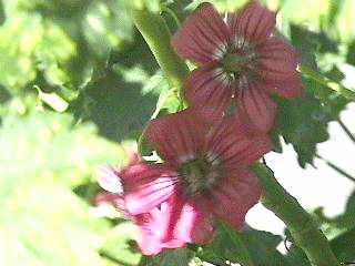Lavatera assurgentiflora, Malva Rosa, is a mallow that is showy, but is loved by all critters.  - grid24_12