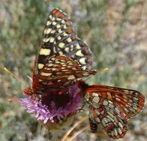 Monardellas seem to be a Butterfly magnet. This one has two Variable Checkerspot butterflies. - grid24_12