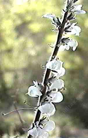 Antirrhinum coulterianum (syn. Sairocarpus coulterianus) is native locally in disturbed areas of Southern California. - grid24_12