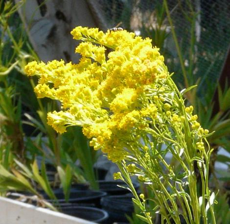 Solidago confinis, Yellow Butterfly Weed flowers. - grid24_12