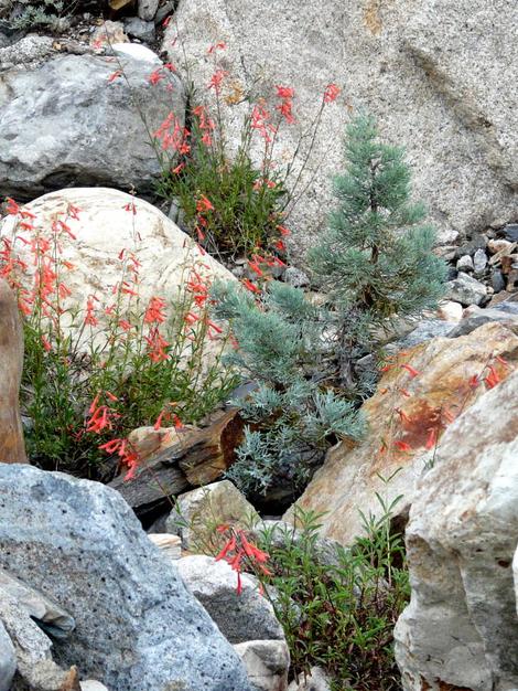 Penstemon rostriflorus, Bridge's Penstemon amongst the rocks with Pinus monophylla. The Penstemon is maybe 3ft tall.  - grid24_12
