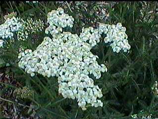 Achillea millefolium (Common yarrow) - grid24_12