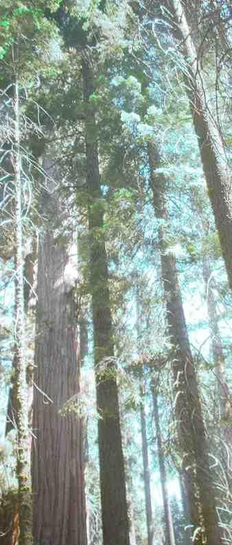 Looking up into the redwood trees. The tallest trees in the world are California native plants. - grid24_12
