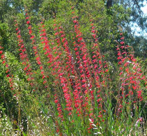 When Penstemon centranthifolius, Scarlet Bugler, is massed it can be very showy. I've come across clumps like this from San Luis Obispo, North Los Angeles  and  San Diego. - grid24_12