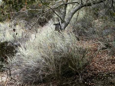 Artemisia californica California Sagebrush is one of the most common shrubs in the coastal plant communities of California.  - grid24_12