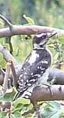 Downy woodpecker from back - grid24_12