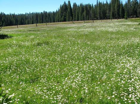 A Sierra meadow at 7500 feet. - grid24_12