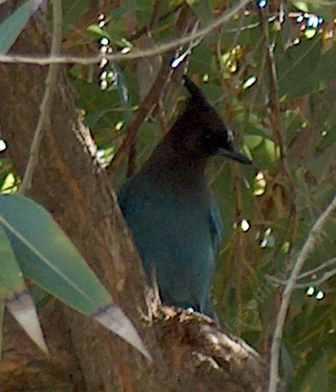 A Stellar's Jay  up in a California Bay, watching. - grid24_12