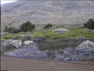 Sorry, an old picture of Maritime mountain lilac in full flower. This was in a landscape south of Cambria with no water, full bluff exposure. The plants were blasted by wind and salt spray. (The first week the irrigation flags we were using to mark the plants blew off.) Behind are the plants  Salvia spathacea and  Baccharis Pigeon Point. The Ceanothus maritimus is only a few inches tall. - grid24_12