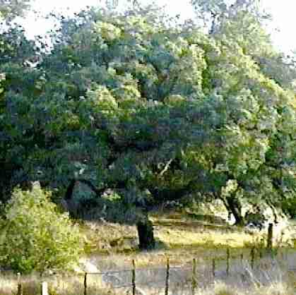 Engelman Oak down in Ramona California - grid24_12