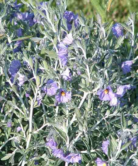 Solanum umbelliferum incanum Bluewitch - grid24_12