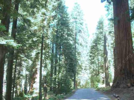 Coniferous forest in the Sierras. That sure looks like a redwood on the right. - grid24_12