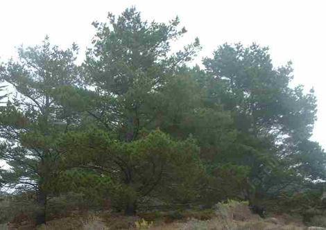 Pinus muricata, Bishop Pine, is found on the coast and in the coastal mountains from forests to chaparral.  - grid24_12
