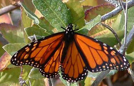 Monarch Butterfly, Danaus plexippus sunning after emerging  - grid24_12