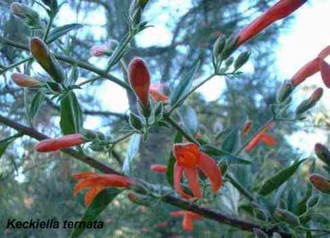 An old photo of Keckiella ternata, Summer Bush Penstemon, Scarlet Keckiella, Whorl Leaf Penstemon - grid24_12