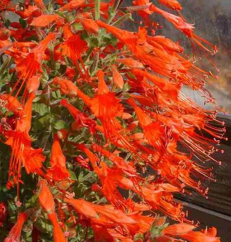 Zauschneria latifolia johnstonii in flower. This California fuchsia makes a great show in late summer - grid24_12