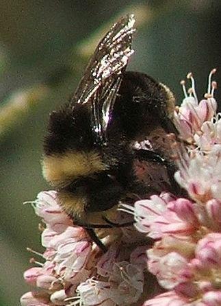 Bumblebee on Buckwheat flowers. - grid24_12