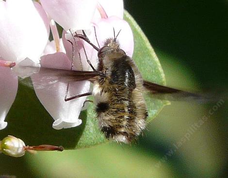 Beefly on manzanita flower - grid24_12