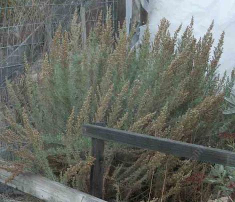 California Sage brush, Artemesia californica - grid24_12