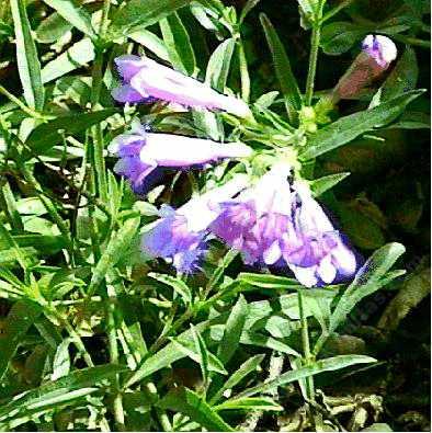We lost this beautiful Penstemon in the early 1990's. Penstemon neotericus,  Keck Penstemon wanted a little more sun and water, less cold. - grid24_12