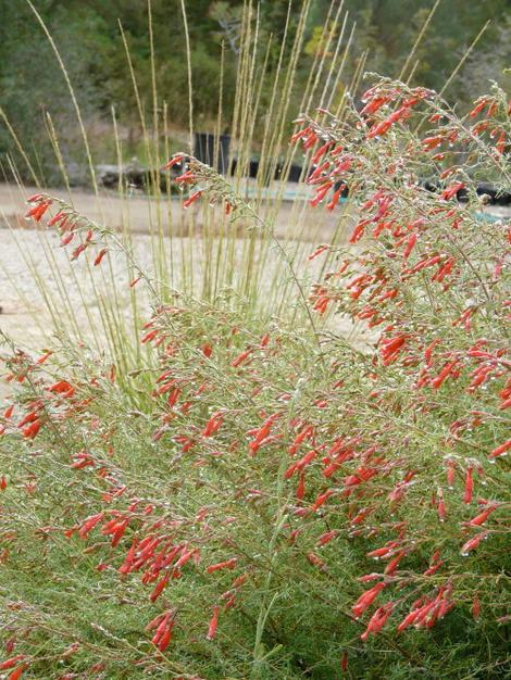 'Hollywood Flame' California Fuchsia with a deer grass behind it. - grid24_12
