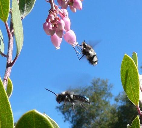 The Mason bee is in green one. The Beefly is the fuzzy hover one. Neither are any bother for us, we we bother them if we get too close. Both were pollinating  manzanita  flowers. - grid24_12