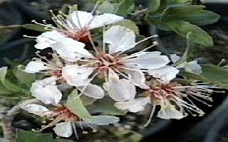 An old picture of Prunus andersonii - grid24_12