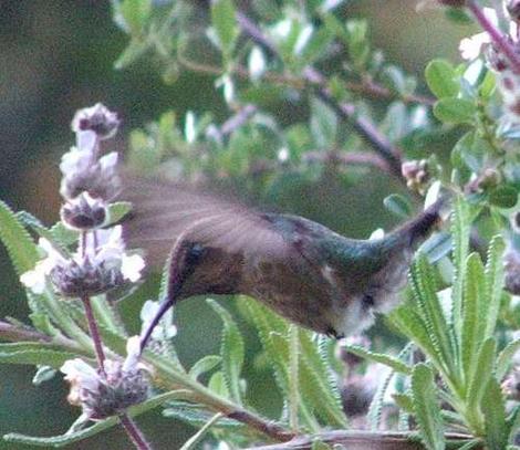 Salvia mellifera repens, Dwarf Black sage with an Anna hummingbird - grid24_12
