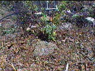 an old photo of a mulched Sage - grid24_12