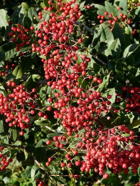We seldom see Toyon berries this ripe here, the birds eat them when they are still green. - grid24_12
