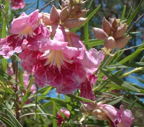 The lovely orchid-like, pink flowers and beige flower buds of Chilopsis linearis, Desert Willow, at Santa Margarita, California.  - grid24_12