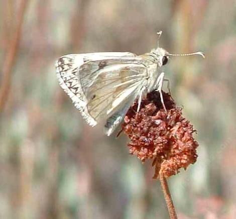 Eriogonum fasciculatum var. polifolium, Eastern Mojave buckwheat  with a Checkered White, Pontia protodice. - grid24_12