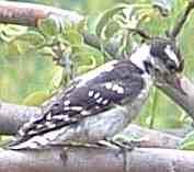 Downy Woodpecker old photo - grid24_12