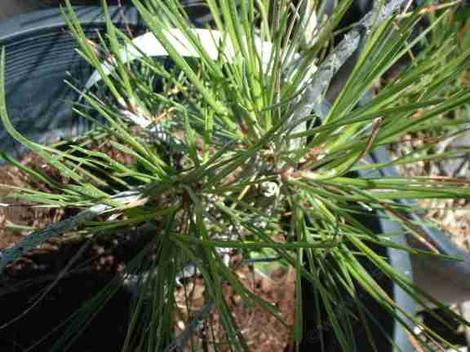 Pinus californica California Pine - grid24_12